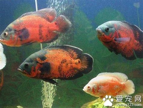 地圖魚飼養|地圖魚怎麼養 地圖魚的飼養和繁殖